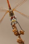 Sympetrum fonscolombii Sympetrum fonscolombii