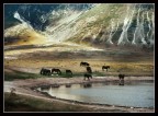 Cavalli, Campo Imperatore, vers. 2