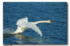 Cigno 1 Cigno 1
