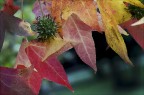 Autunno Autunno