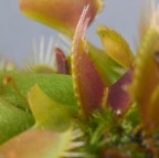 Contest Macro senza insetti