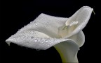Calla Calla