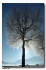 Albero Albero