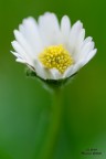 last daisy last daisy