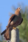 Chimango (Milvago chimango) Chimango (Milvago chimango)
