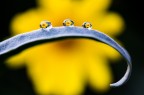 macro senza insetti macro senza insetti