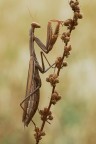 Mantis
