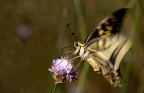 papilio machaon (battito d'ali)
