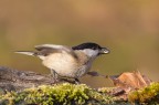 Cincia bigia (Parus palustris) Cincia bigia (Parus palustris)