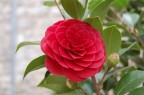 Fiore Fiore
