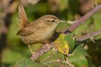 Scricciolo (Troglodytes troglodytes Scricciolo (Troglodytes troglodytes