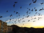 volo mattutino volo mattutino