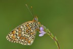 Melitea Athalia Melitea Athalia