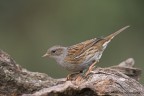 Passera scopaiola Passera scopaiola