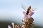 La foto � stata scattata il primo Novembre con la lavanda...ancora fiorita.
Micro Nikkor 60 2.8 AF a mano libera.
Forse la categoria giusta era" primi scatti" vista la poca esperienza di macro, perdonatemi.
Grazie in anticipo per i vostri consigli e critiche.