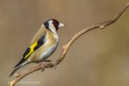 Cardellino (Carduelis carduelis) c & c sono graditi.
Canon 1D Mk IV, Canon 400mm, iso 400, f/9, 1800s, 0 EV
Capanno mimetico + reti mimetiche

[url=http://imageshack.com/a/img913/8054/ZJXjJZ.jpg]Clicca qui per la versione ad alta risoluzione![/url