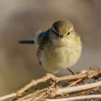 Faccia a faccia con ... lu�