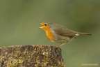 pettirosso (Erithacus rubecula