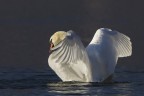 Cigno reale Cigno reale