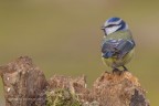 Cinciarella (Cyanistes caeruleus), c & c sono graditi, Elio.
Canon 1 D Mk IV - Canon 400mm - iso 400 - f/8 - 1/320s - 0EV, capanno e reti mimetico
[url=http://imageshack.com/a/img537/6708/eWxqjj.jpg]Clicca qui per la versione ad alta risoluzione![/url]