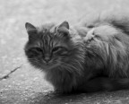 gatto randagio gatto randagio