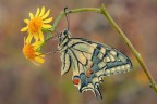 Papilio... Papilio...
