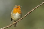 Pettirosso (Erithacus rubecula)