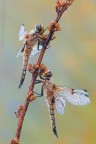 Libellula quadrimaculata.....