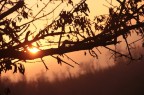 Tramonto tra le fronde Tramonto tra le fronde