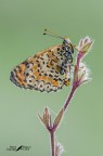 Old butterfly Old butterfly