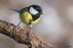 Cinciallegra (Parus major)