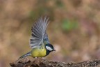 Cinciallegra(Parus major)