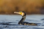 Cormorano