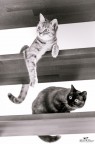 Associazione per delinquere di stampo felino... :D