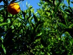 piccolo sole piccolo sole