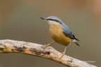 Picchio muratore_sitta europea Picchio muratore_sitta europea