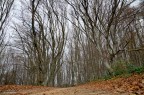 Alberi Alberi
