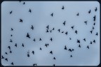 learn to fly learn to fly