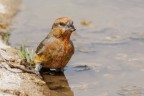 Crociere (Loxia curvirostra)
