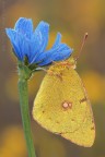 Colias.... Colias....