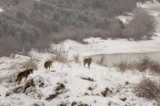 wolves wolves