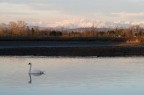 Cigno e Monte Nero