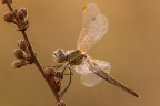 Un altra femminuccia di Sympetrum fonscolombii...scatto  eseguito agli inizi di Settembre 2013 .
Treppiede,plamp,pannellini,scatto remoto

[url=http://postimg.org/image/io6y97va7/full/] Versione a 2500px [/url]

Critiche e consigli sono sempre graditi ed apprezzati :)

Un saluto a tutti