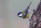 Cinciallegra Cinciallegra