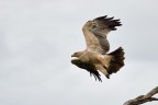 Aquila Aquila
