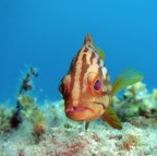 Apnea
Canon PowerShot D20
f/3.9
1/250sec.
ISO-160
flash

Sono graditi critiche e commenti