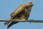 Poiana (Buteo buteo)