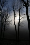 Nel bosco Nel bosco