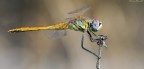 Libellula Sempre A Mano Libera. Libellula Sempre A Mano Libera.