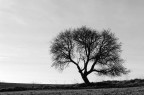 Albero solitario Albero solitario